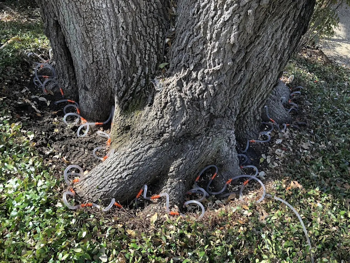 Detailed Tree Cabling and Bracing job site in Purcell