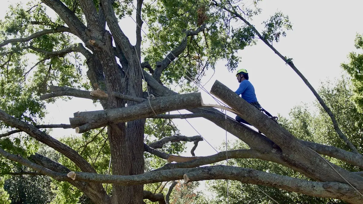 Professional Crown Thinning performed by certified arborists in Purcell