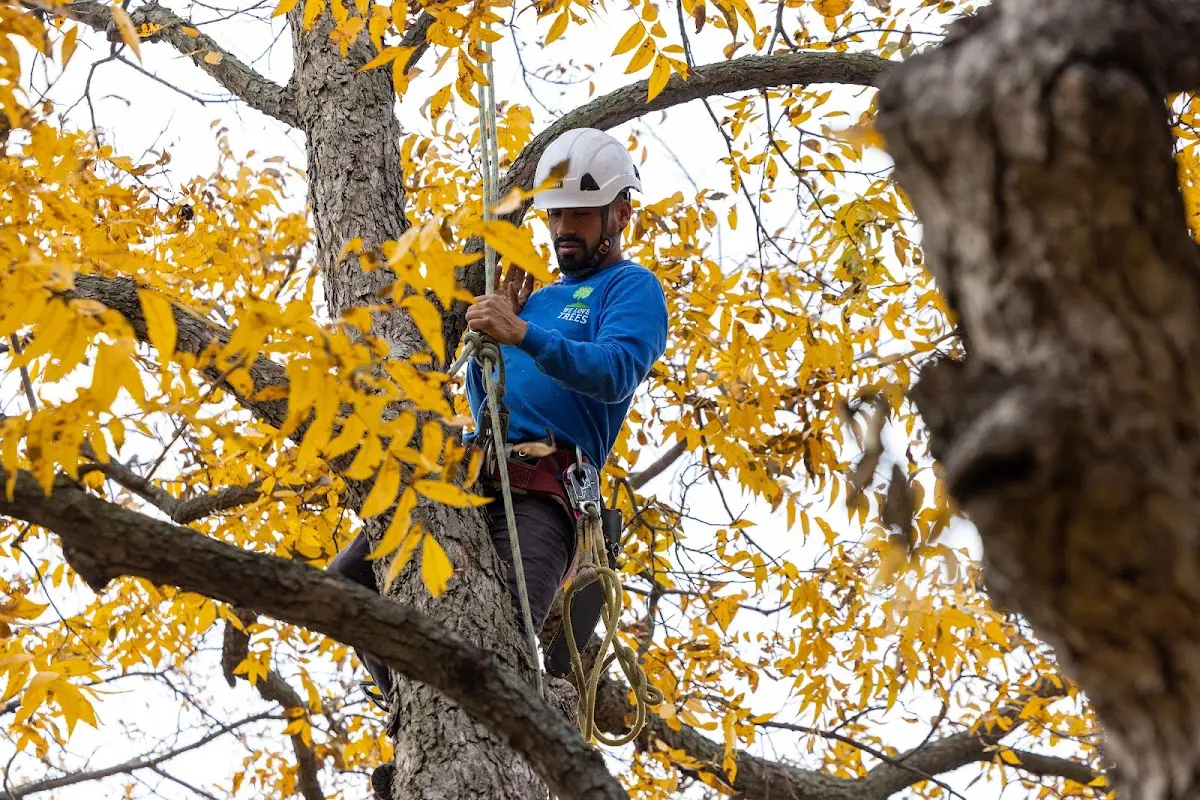 Skilled Tree Transplanting crew working in Purcell
